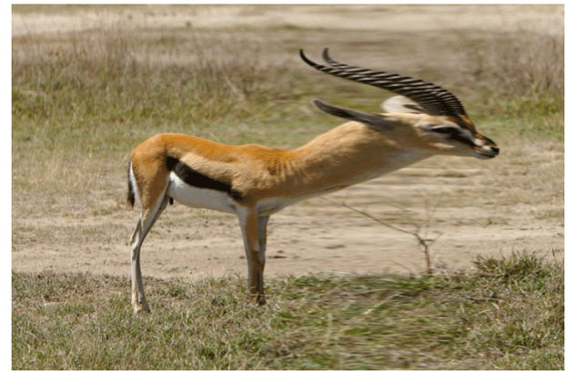 A gazelle image distorted by a fun house mirror routine